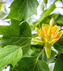 Liliovník tulipánokvětý - Liriodendron tulipifera - osivo liliovníku - 10 ks