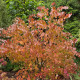 Zmarličník japonský - Cercidiphyllum japonicum - osivo zmarličníku - 8 ks