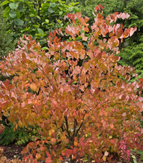 Zmarličník japonský - Cercidiphyllum japonicum - osivo zmarličníku - 8 ks