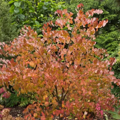 Zmarličník japonský - Cercidiphyllum japonicum - osivo zmarličníku - 8 ks