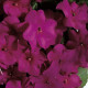 Netýkavka Accent fialová F1 - Impatiens walleriana - osivo netýkavky - 12 ks