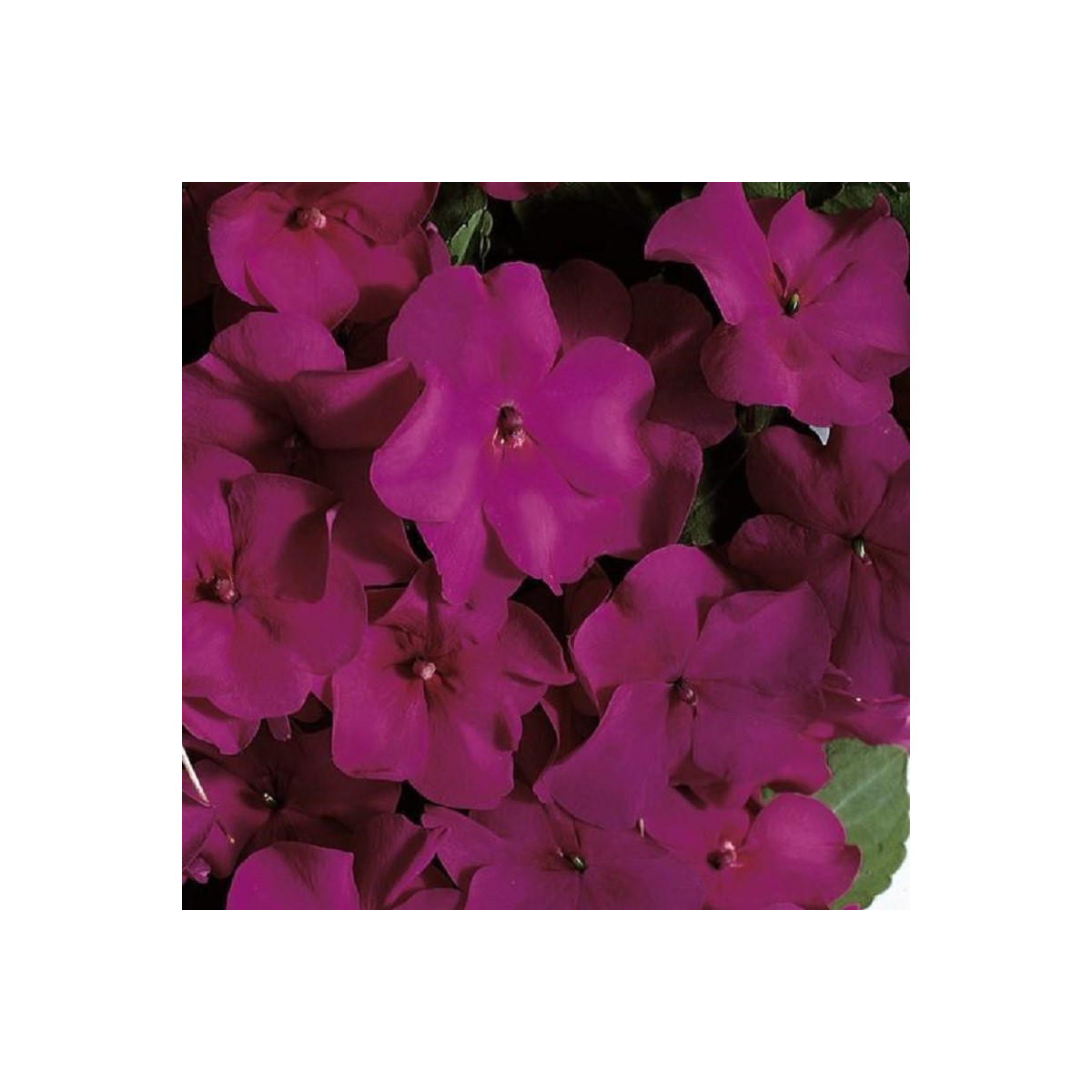 Netýkavka Accent fialová F1 - Impatiens walleriana - osivo netýkavky - 12 ks