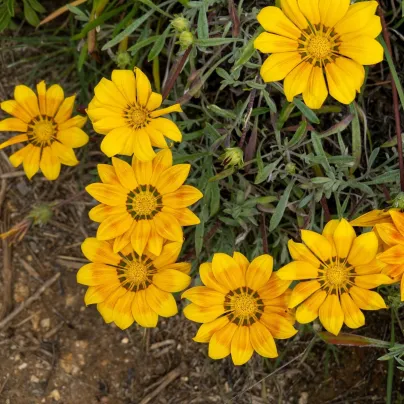 Gazánie Kiss Yellow F1 - Gazania rigens - osivo gazánie - 12 ks
