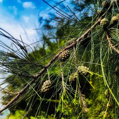 Tropický dub - Přesličník obecný - Casuarina cunninghamiana - osivo tropického dubu - 5 ks