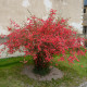 Kdoulovec - Chaenomeles japonica - osivo kdoulovce - 10 ks