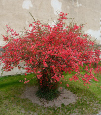 Kdoulovec - Chaenomeles japonica - osivo kdoulovce - 10 ks