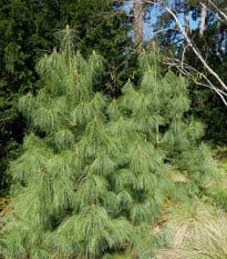 Borovice himalájská - Pinus wallichiana - osivo borovice - 5 ks