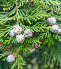 Cypřišek Lawsonův - Chamaecyparis lawsoniana - osivo cypřišku - 10 ks