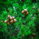Cypřiš pravý - Cupressus sempervirens - osivo cypřiše - 7 ks