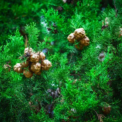 Cypřiš pravý - Cupressus sempervirens - osivo cypřiše - 7 ks