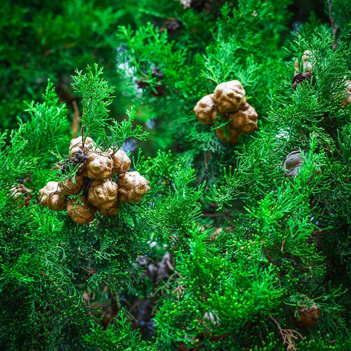 Cypřiš pravý - Cupressus sempervirens - osivo cypřiše - 7 ks