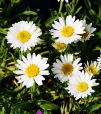 Astra alpínská bílá - Aster alpinus - osivo astry - 50 ks