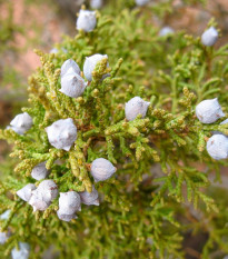 Jalovec osteosperma - Juniperus osteosperma - osivo jalovce - 5 ks