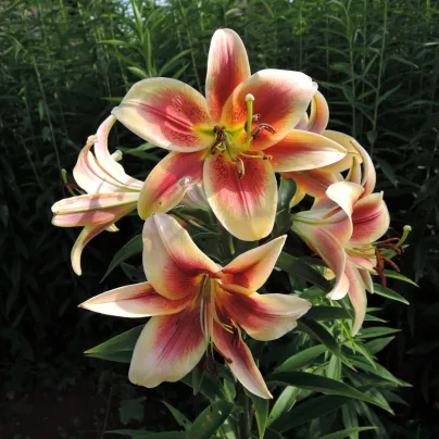 Lilie Debby - Lilium - cibule lilií - 1 ks