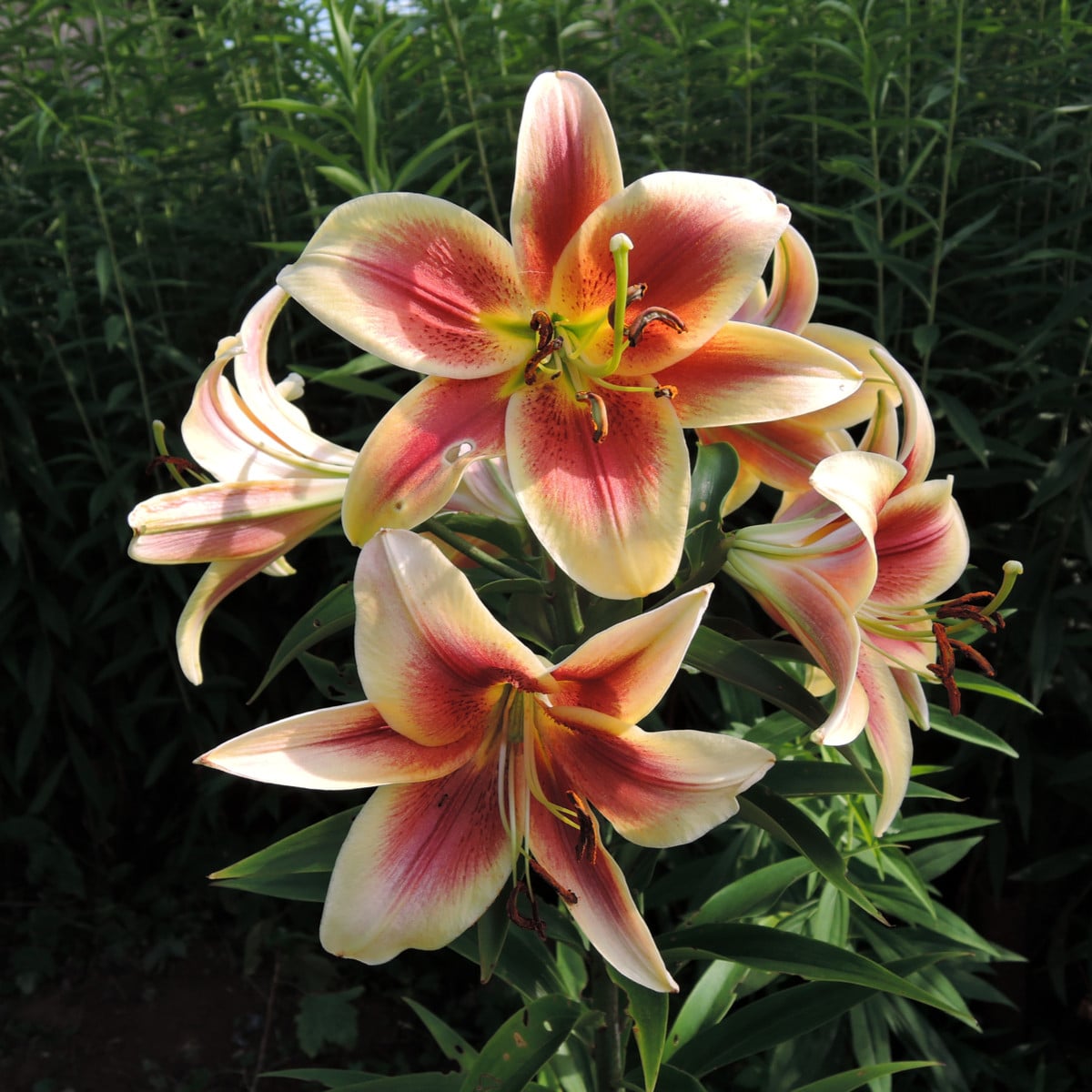 Lilie Debby - Lilium - cibule lilií - 1 ks