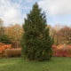 Smrk himalájský - Picea smithiana - osivo smrku - 8 ks