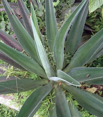 Agáve - Agave chrysantha - osivo agáve - 10 ks
