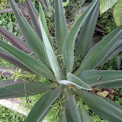 Agáve - Agave chrysantha - osivo agáve - 10 ks