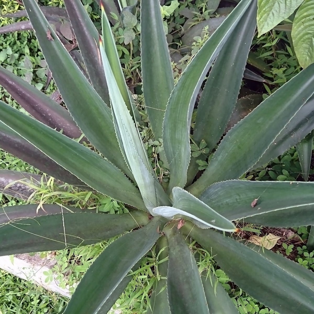Agáve - Agave chrysantha - osivo agáve - 10 ks