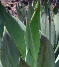 Agáve - Agave marmorata - osivo agáve - 10 ks