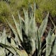 Agáve - Agave atrovirens - osivo agáve - 10 ks