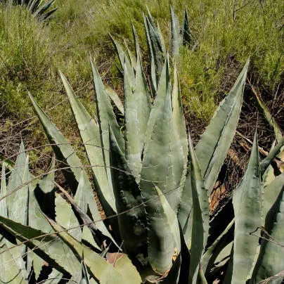 Agáve - Agave atrovirens - osivo agáve - 10 ks