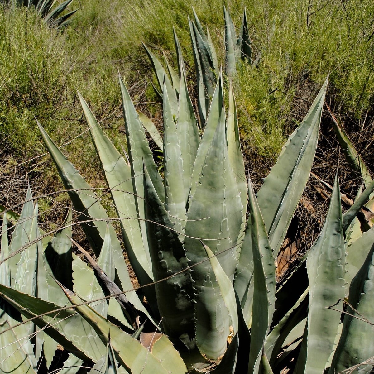 Agáve - Agave atrovirens - osivo agáve - 10 ks
