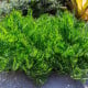Keják celolistý - Cykas - Zamia floridana - osivo kejáku - 2 ks