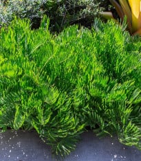Keják celolistý - Cykas - Zamia floridana - osivo kejáku - 2 ks