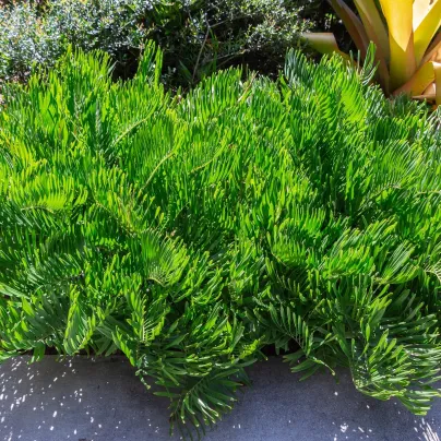 Keják celolistý - Cykas - Zamia floridana - osivo kejáku - 2 ks