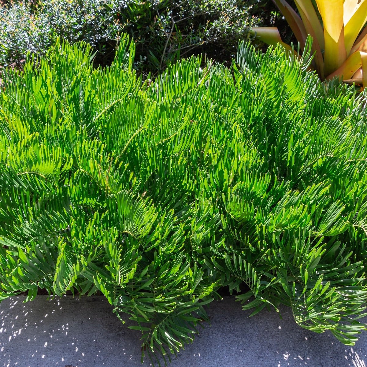 Keják celolistý - Cykas - Zamia floridana - osivo kejáku - 2 ks