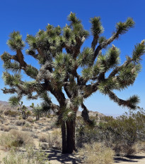 Juka krátkolistá - Yucca brevifolia - osivo juky - 6 ks
