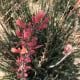 Juka červená - Hesperaloe parviflora - osivo juky - 6 ks