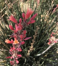 Juka červená - Hesperaloe parviflora - osivo juky - 6 ks