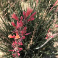 Juka červená - Hesperaloe parviflora - osivo juky - 6 ks
