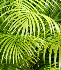 Palma madagaskarská - Dypsis madagascariensis - osivo palmy - 3 ks