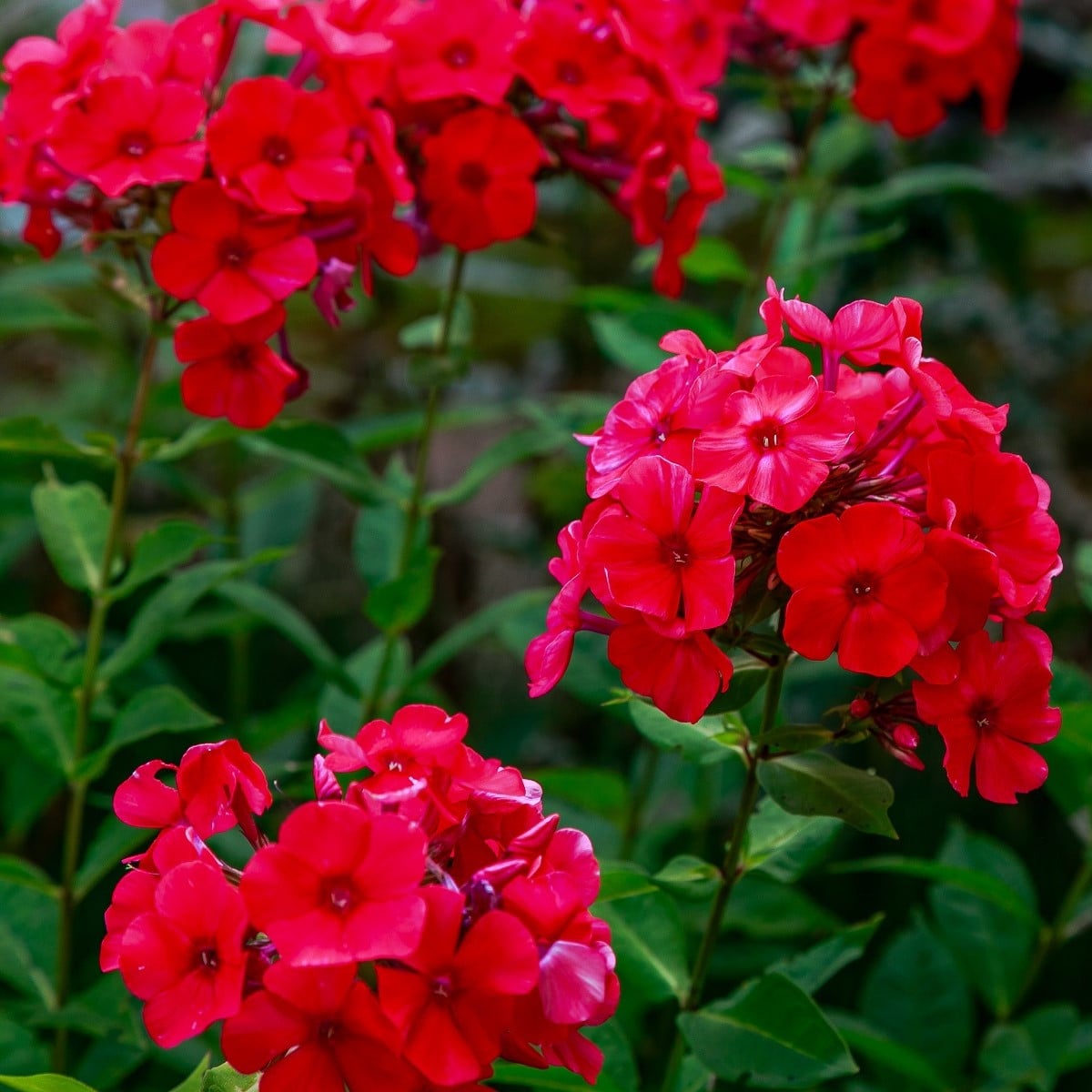 Plaménka červená - Phlox - prostokořenná sazenice plaménky - 1 ks