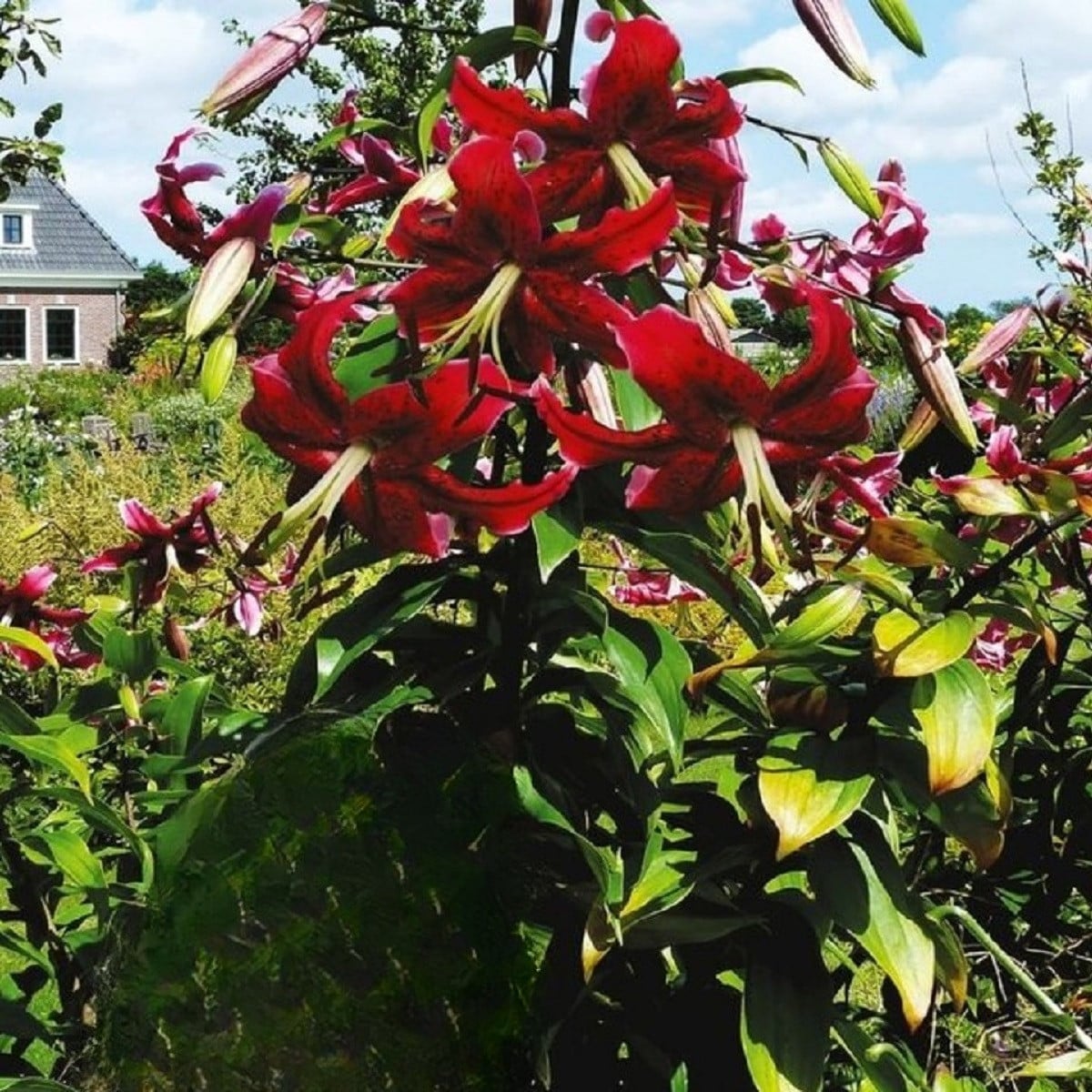 Lilie Miss Feya - Lilium - cibule lilií - 1 ks