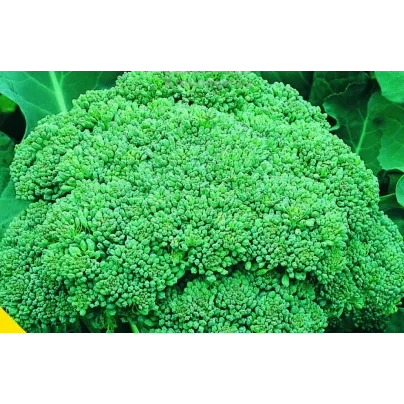 Brokolice Calabrese - Brassica oleracea L. - osivo brokolice - 180 ks