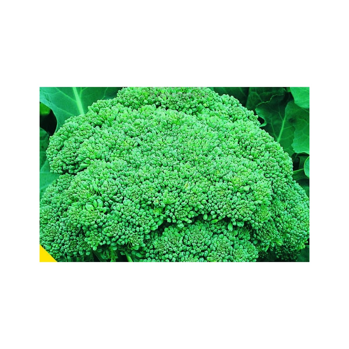 Brokolice Calabrese - Brassica oleracea L. - osivo brokolice - 180 ks