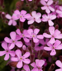 Mydlice bazalkovitá - Saponaria ocymoides - osivo mydlice - 25 ks
