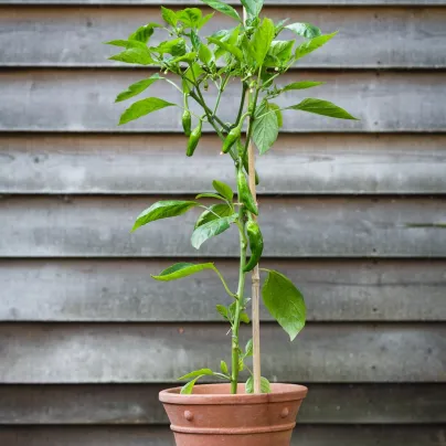 BIO Chilli Pimientos De Padron - Capsicum annuum - bio osivo chilli - 7 ks