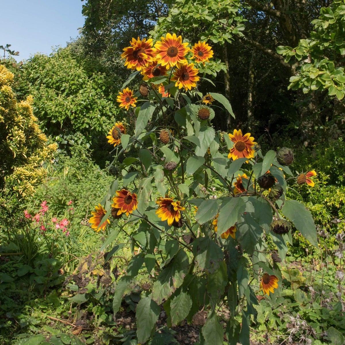Slunečnice Ring of Fire - Helianthus annuus - osivo slunečnice - 8 ks