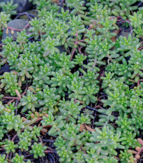 Rozchodník španělský - Sedum hispanicum - osivo rozchodníku - 100 ks