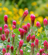 Jetel červenavý - Trifolium rubens - osivo jetele - 50 ks