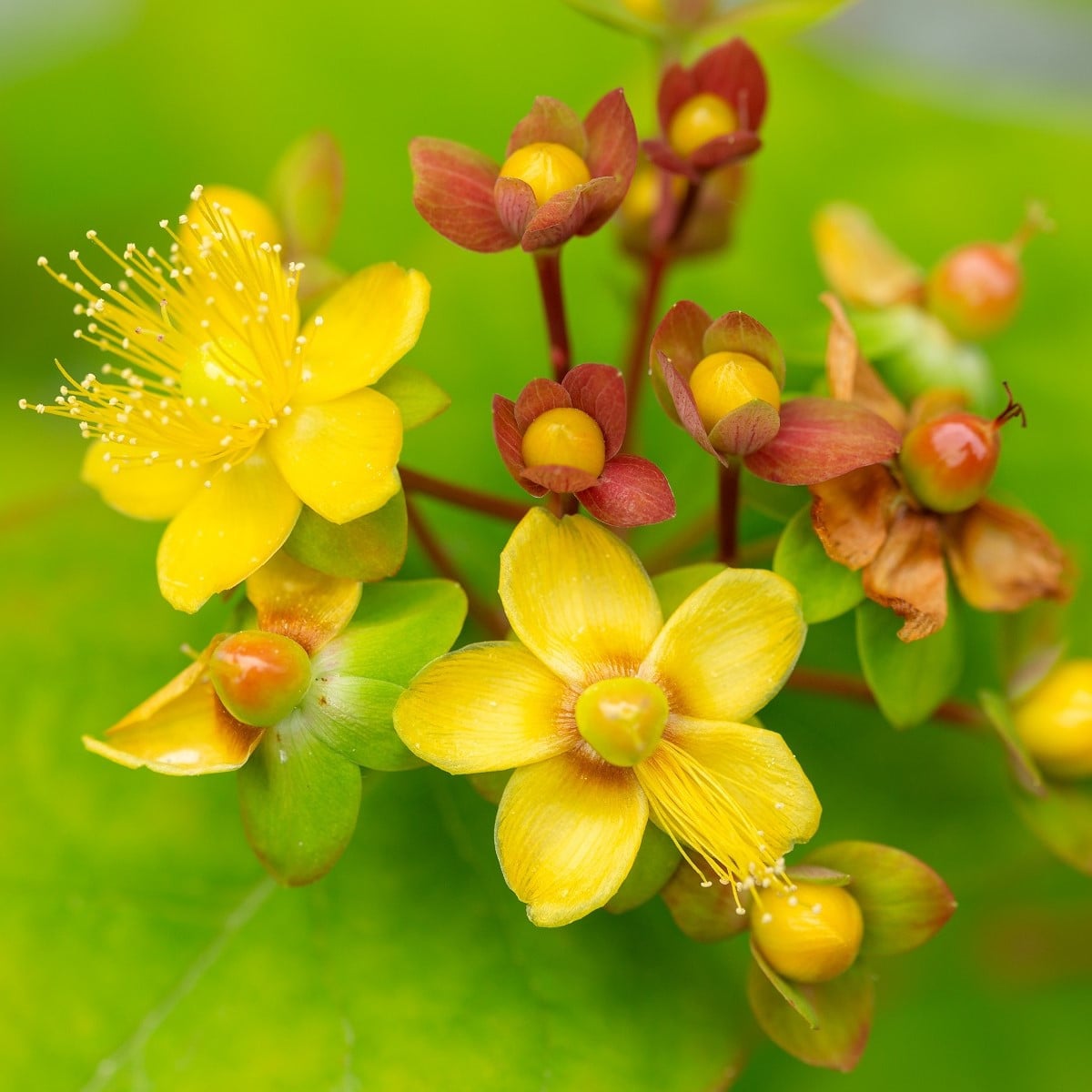 Třezalka bobulovitá - Hypericum androsaemum - osivo třezalky - 0,08 g