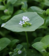 BIO Portulák zimní - Claytonia perfoliata - bio osivo batolky - 100 ks
