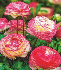 Pryskyřník plnokvětý Picotee růžový - Ranunculus asiaticus - hlízy pryskyřníků - 3 ks