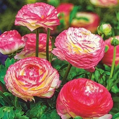 Pryskyřník plnokvětý Picotee růžový - Ranunculus asiaticus - hlízy pryskyřníků - 3 ks