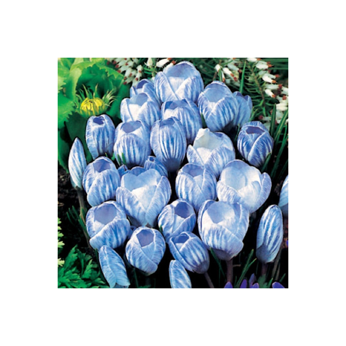 Krokus Sky Blue - Crocus vernus - hlízy krokusů - 3 ks
